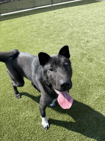 Enlarge Shiloh, a Adoptable mixed breed in Lafayette, IN image 3/3