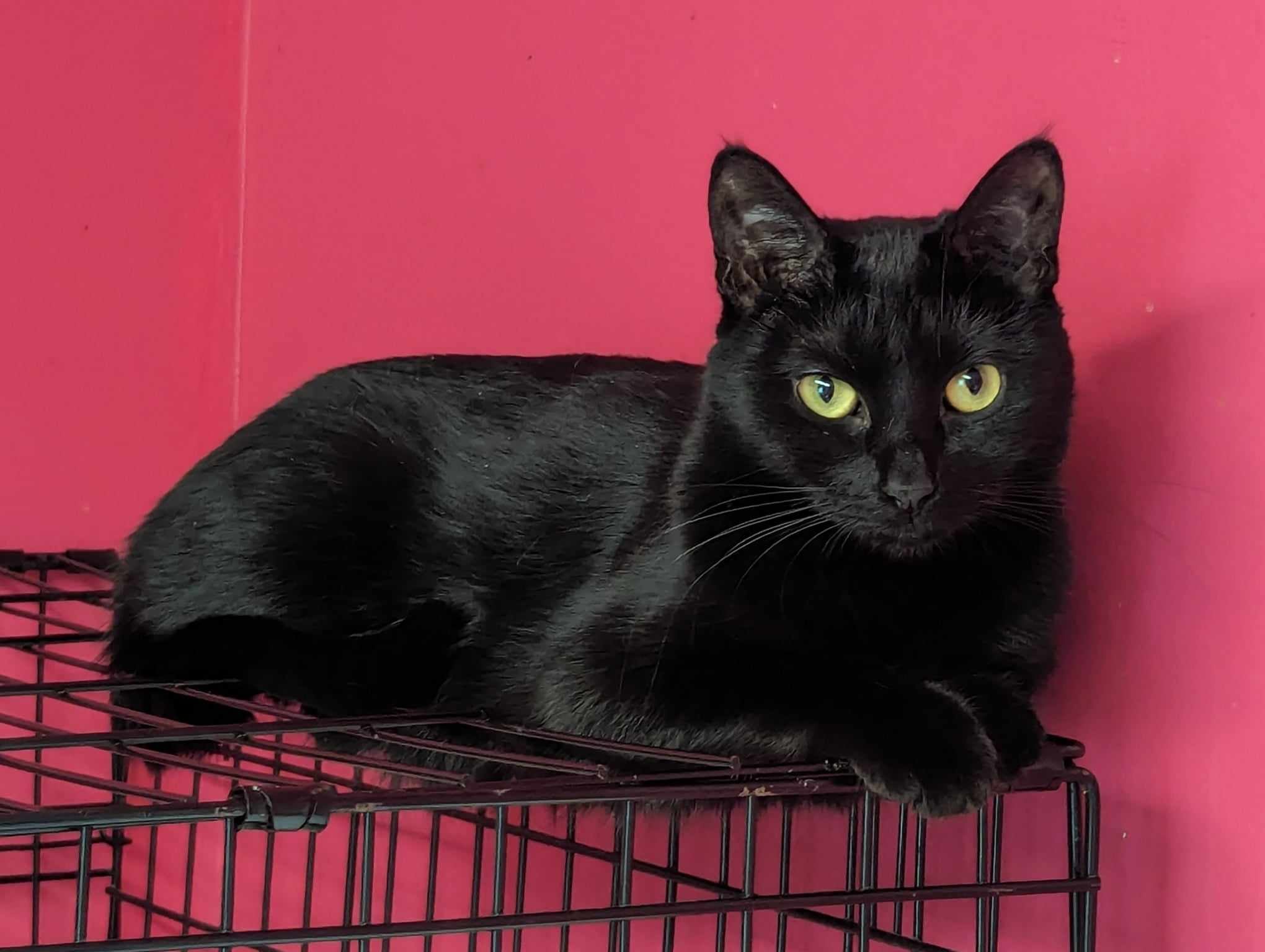Enlarge Dorothy Dietrich, a Adoptable Domestic Short Hair in Concord, NC image 2/2