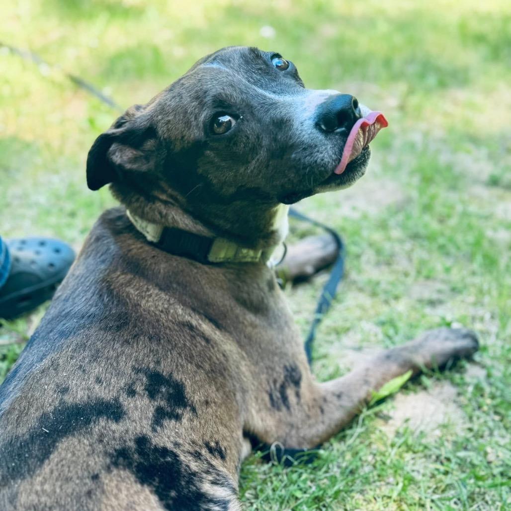 Creed, Adoptable, Adult Male Mixed Breed.