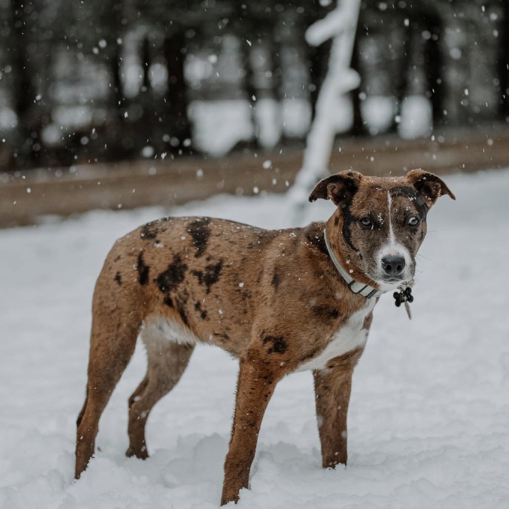 Enlarge Creed, a Adoptable Mixed Breed in Oxford, ME image 3/4