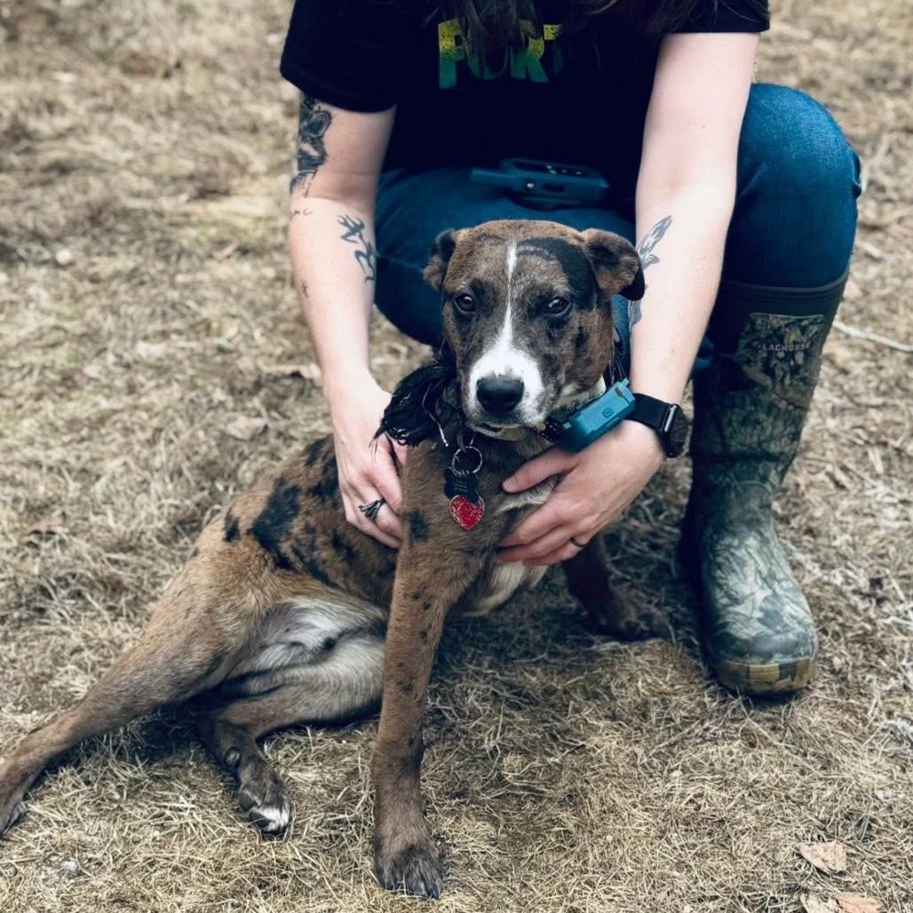 Enlarge Creed, a Adoptable Mixed Breed in Oxford, ME image 4/4