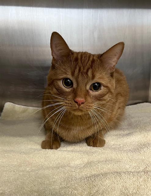 BURKE, Adoptable, Young Male Domestic Short Hair.