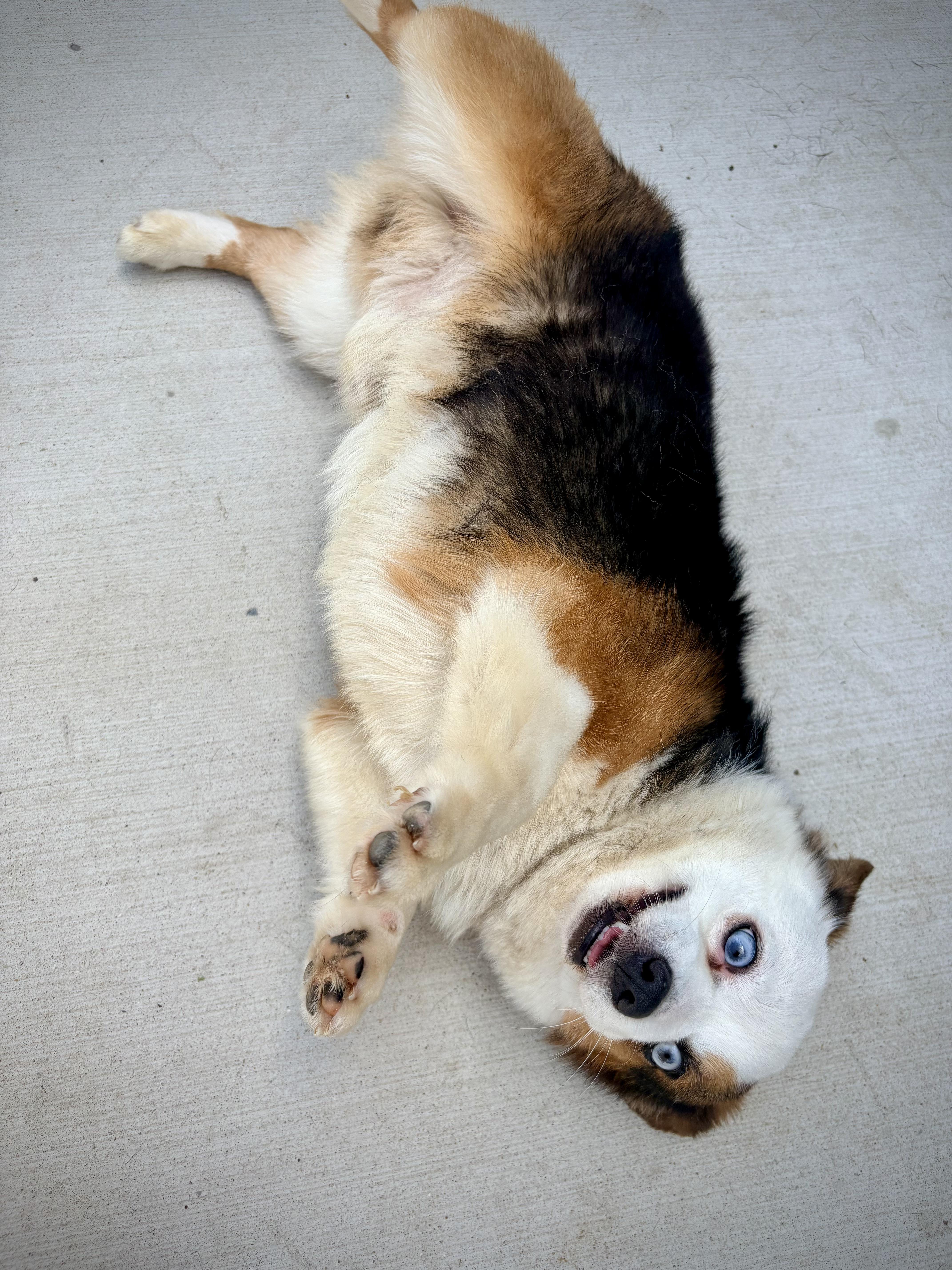 Milo, an adopted mixed breed in Kalamazoo, MI image 3/4