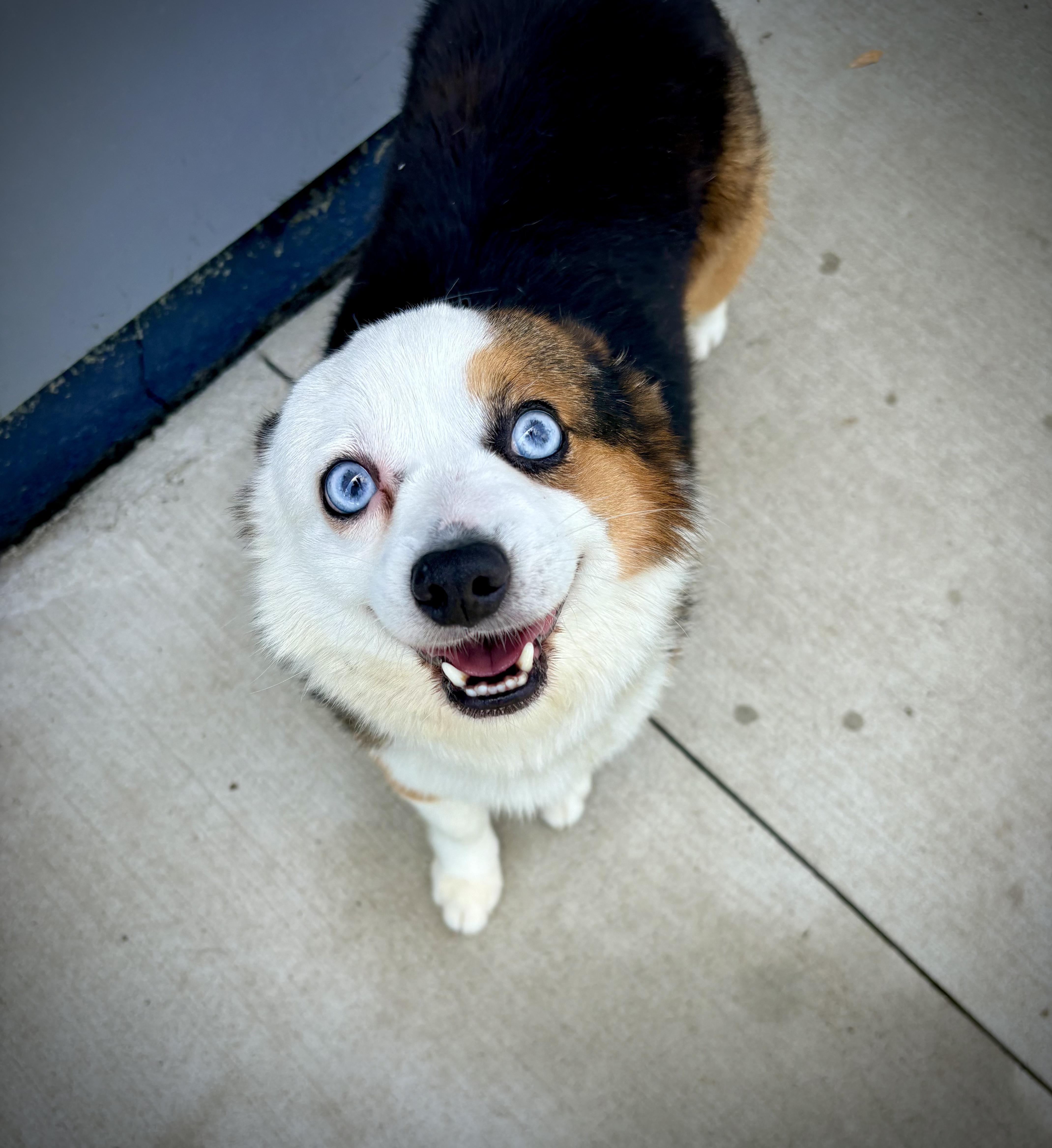 Milo, an adopted mixed breed in Kalamazoo, MI image 4/4