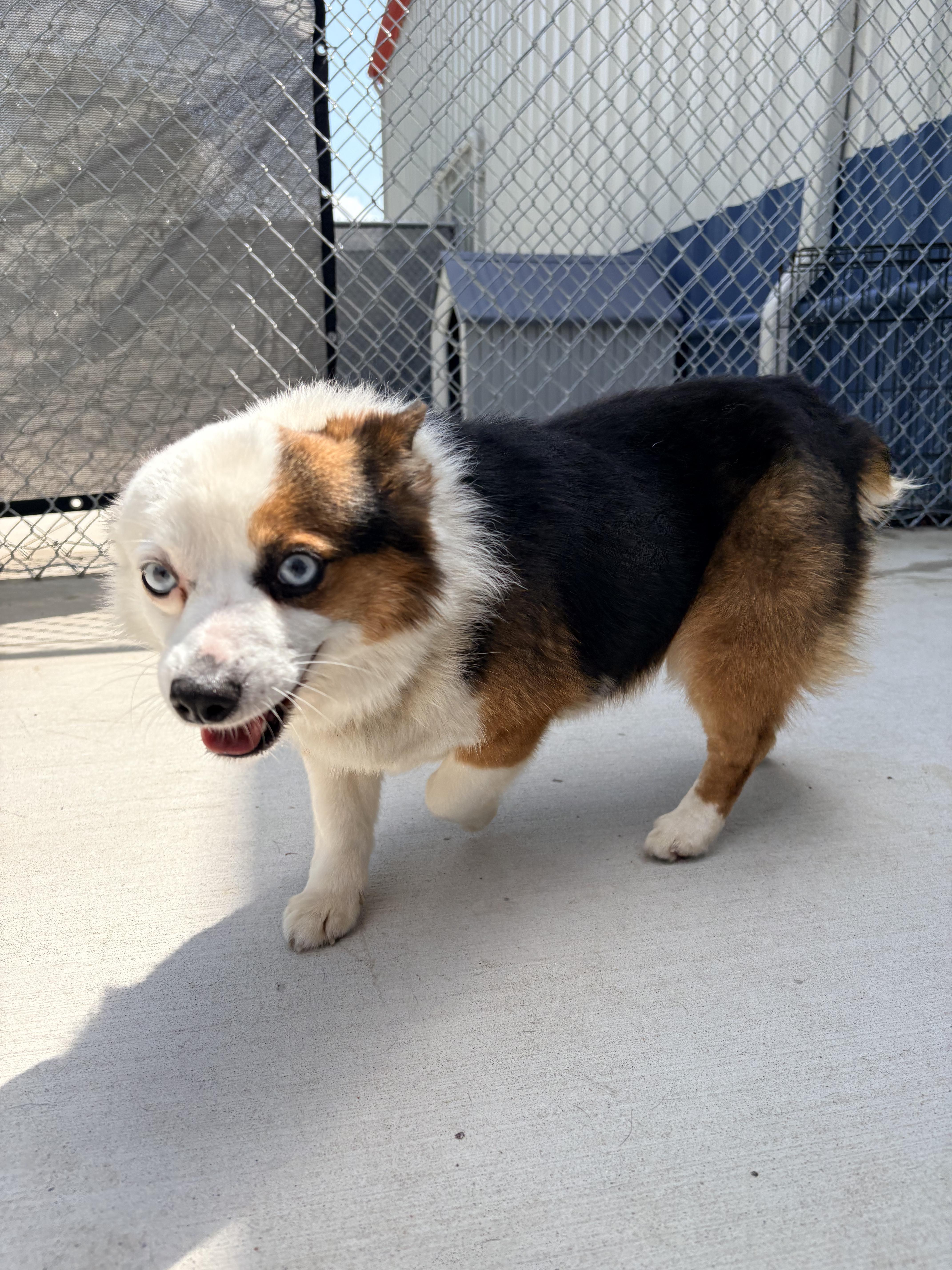 Milo, an adopted mixed breed in Kalamazoo, MI image 2/4