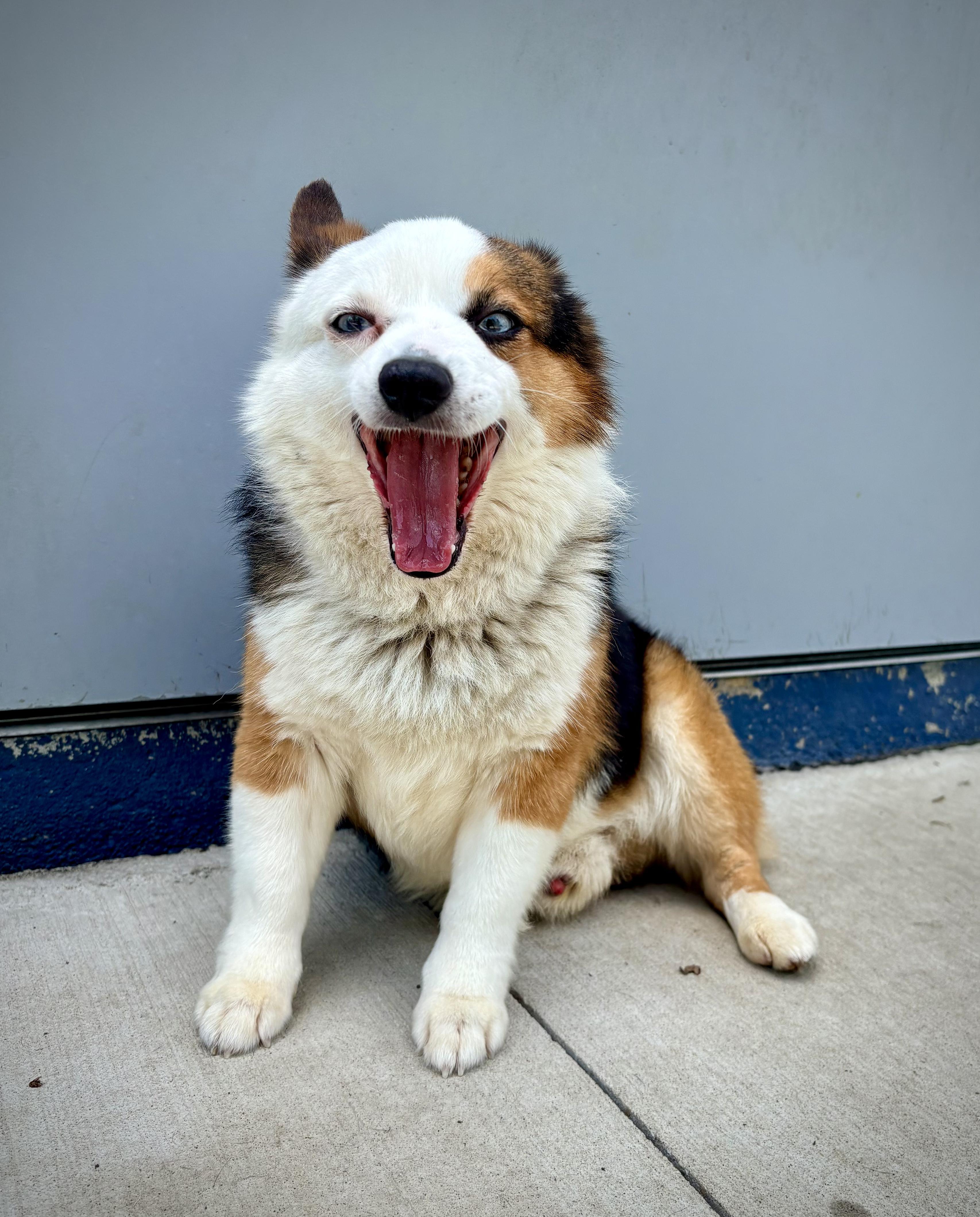 Milo, an adopted mixed breed in Kalamazoo, MI image 1/4