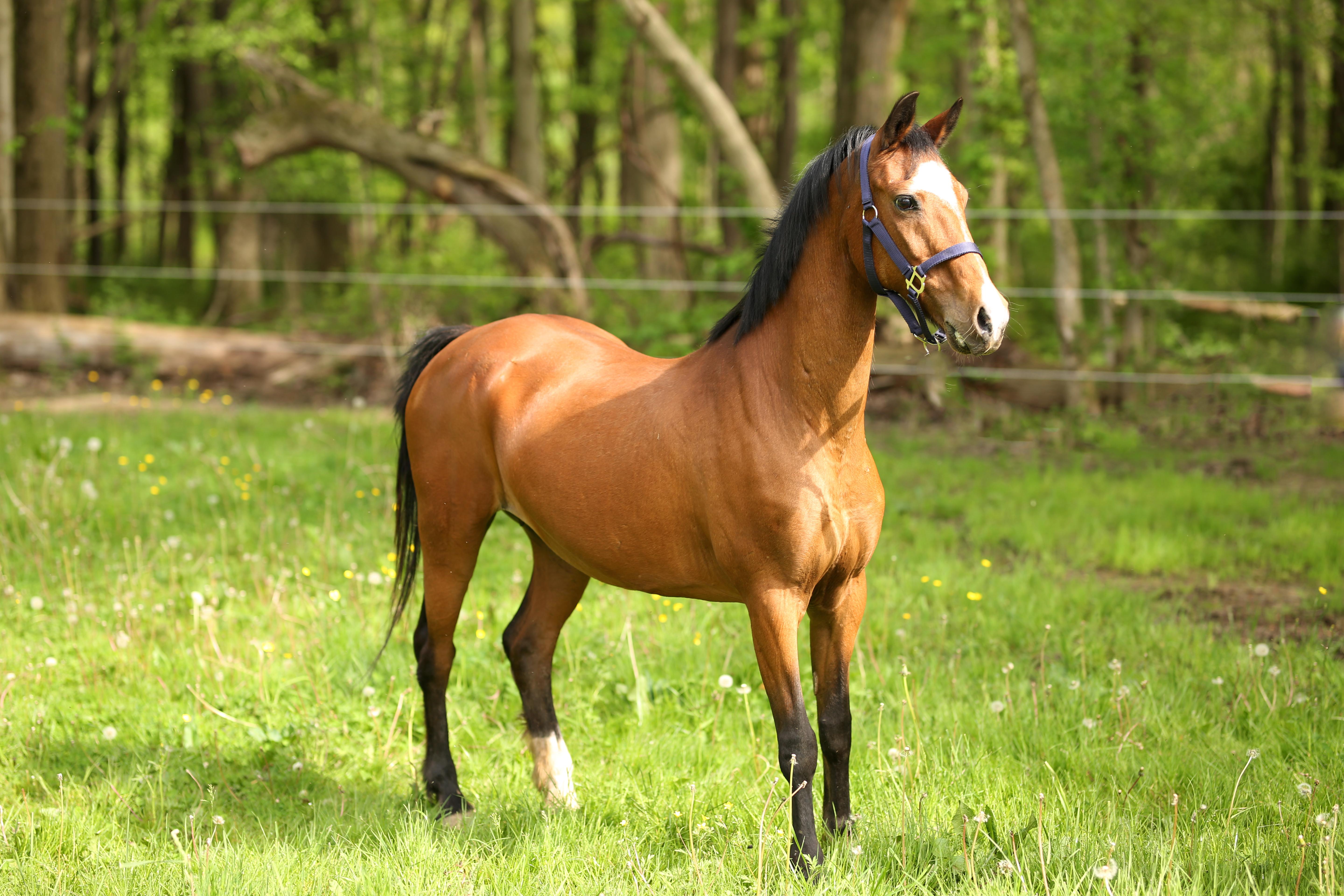 Holly, a ADOPTABLE Pony in Wadsworth, OH image 2/2