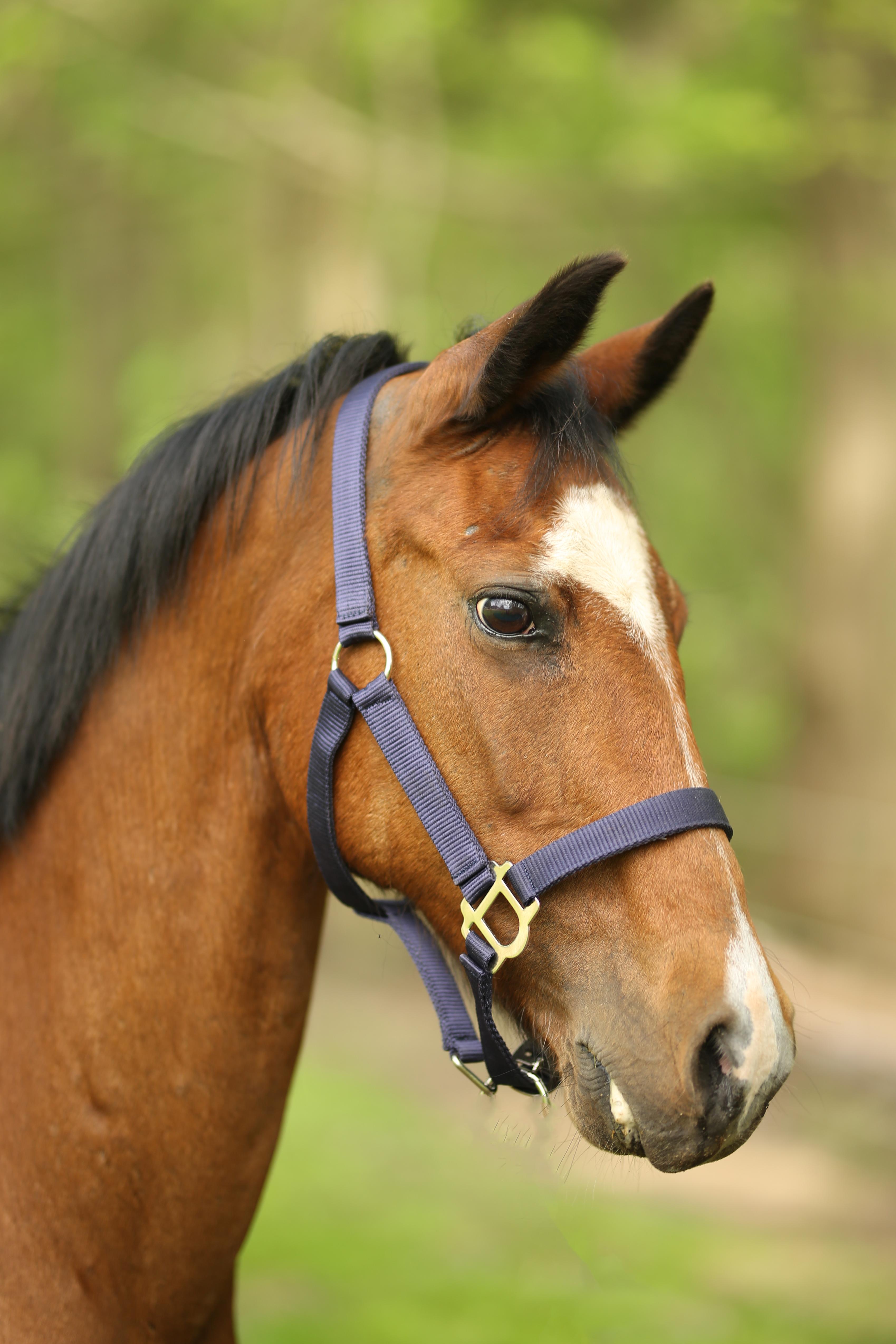 Holly, a ADOPTABLE Pony in Wadsworth, OH image 1/2