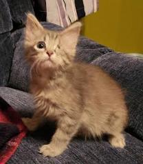 Presley, Adoptable, Kitten Female Domestic Medium Hair.