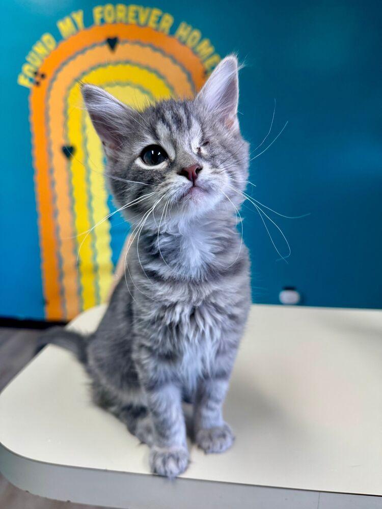 Enlarge Presley, a Adoptable Domestic Medium Hair in McPherson, KS image 2/4