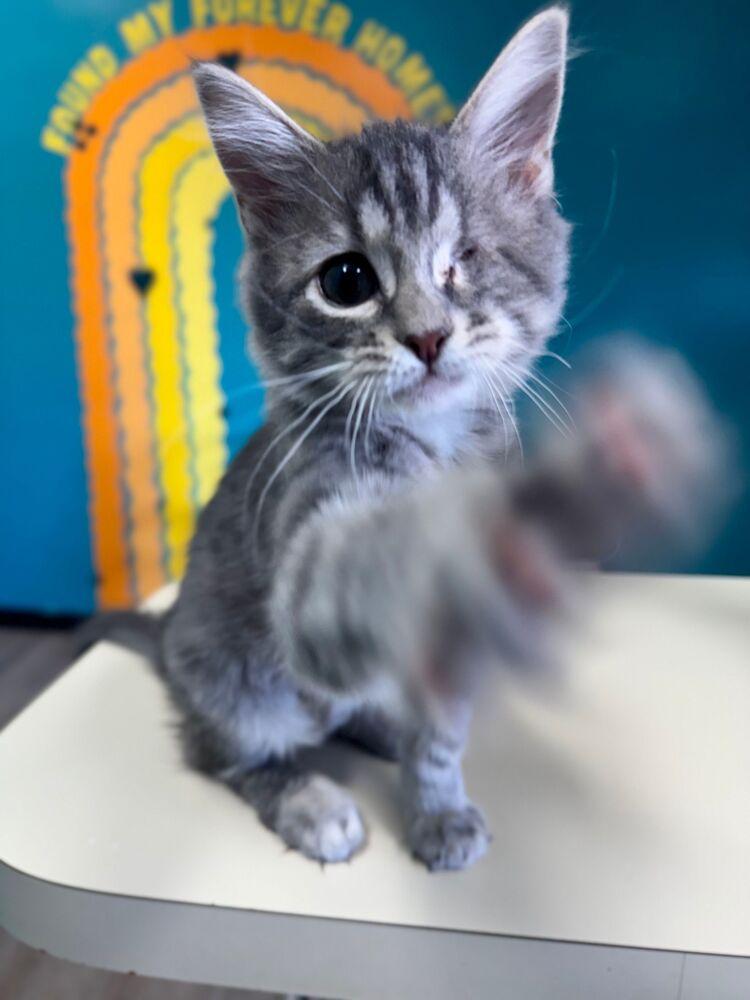 Enlarge Presley, a Adoptable Domestic Medium Hair in McPherson, KS image 3/4