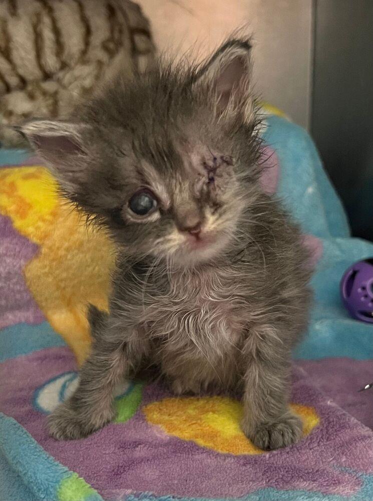 Enlarge Presley, a Adoptable Domestic Medium Hair in McPherson, KS image 4/4