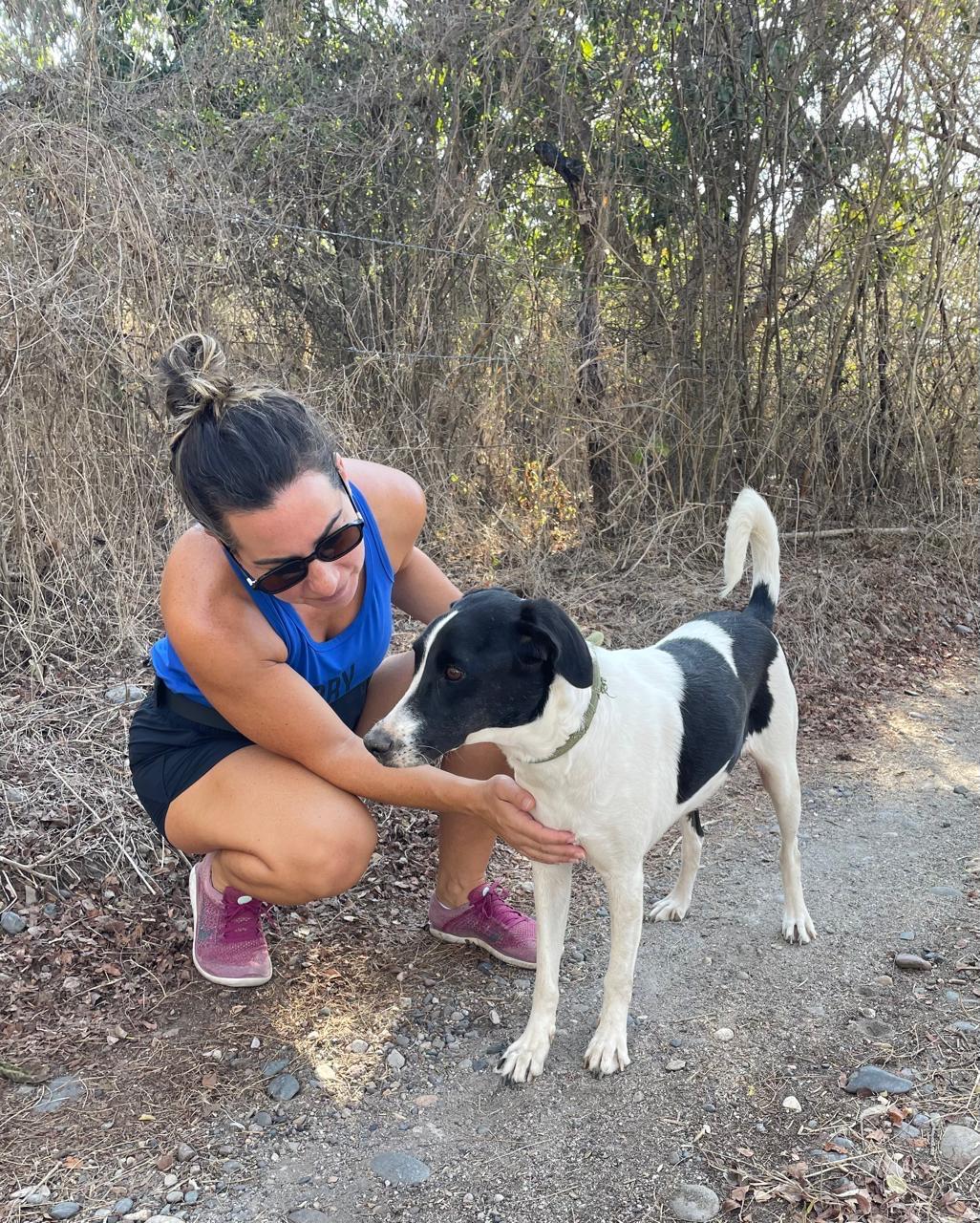 Enlarge Mildred, a Adoptable mixed breed in Los Angeles, CA image 2/6