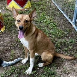 Enlarge Brinley, a Adoptable Mixed Breed in Poplar Bluff, MO image 1/2