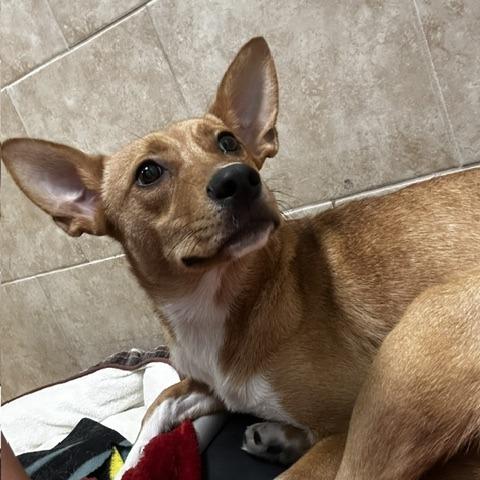 Enlarge Brinley, a Adoptable Mixed Breed in Poplar Bluff, MO image 2/2