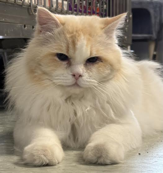 Butter Crunch, ADOPTABLE, Adult Male Himalayan.