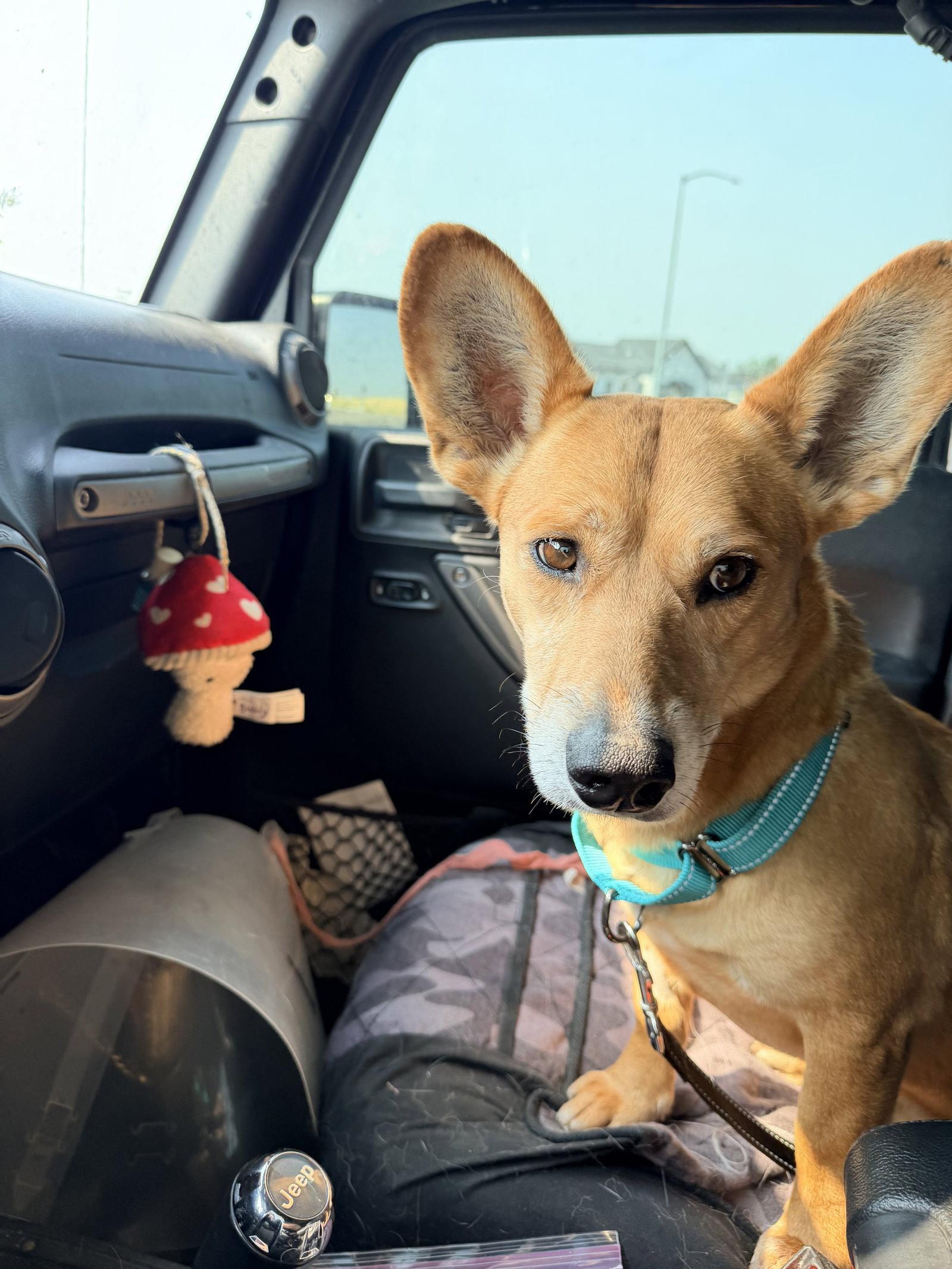 Sweet Sparrow, Adoptable, Adult Male Corgi.