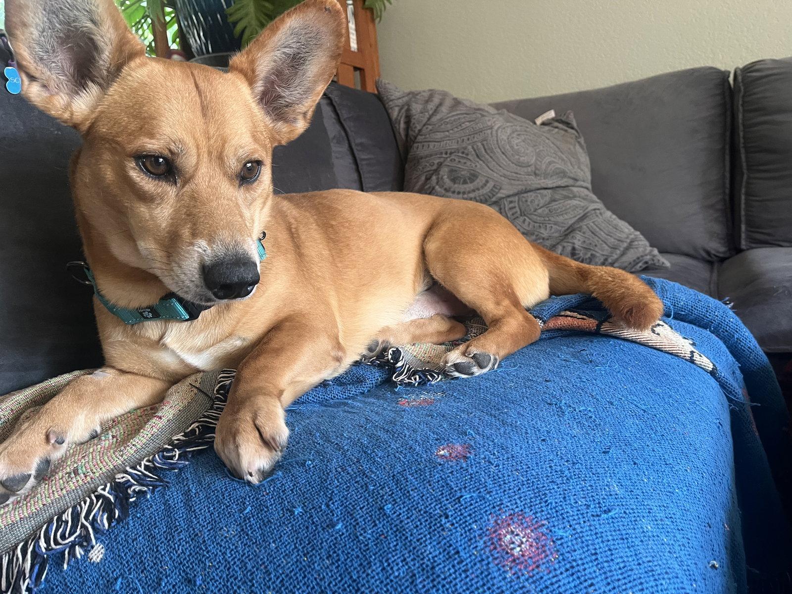 Sweet Sparrow, a Adoptable Corgi in Polson, MT image 2/2