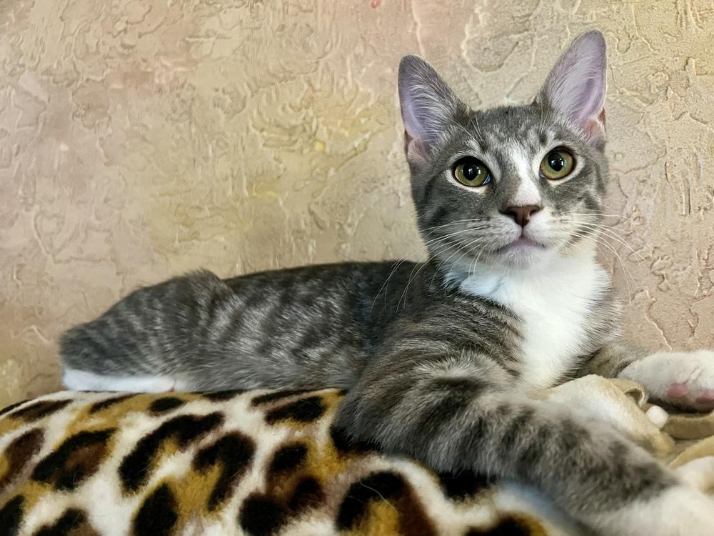 Bisque (Souper Kittens), Adoptable, Kitten Female Domestic Short Hair.