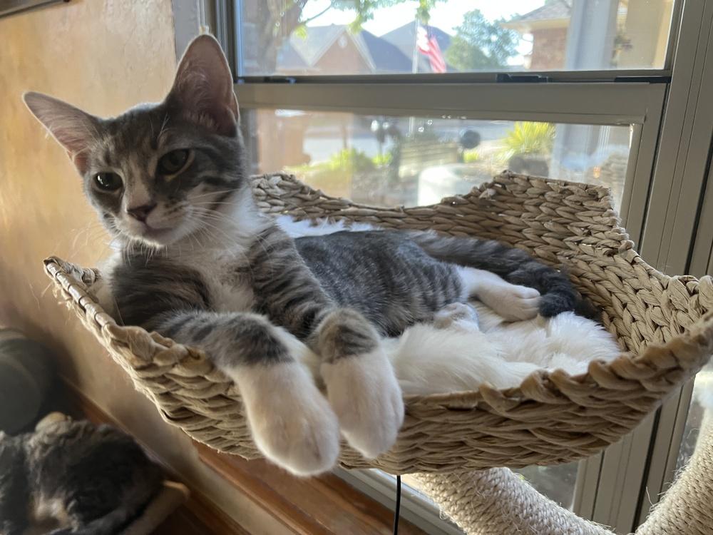 Bisque (Souper Kittens), a Adoptable Domestic Short Hair in Blanchard, OK image 2/6