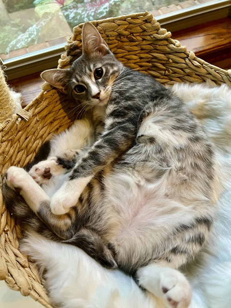 Bisque (Souper Kittens), a Adoptable Domestic Short Hair in Blanchard, OK image 3/6