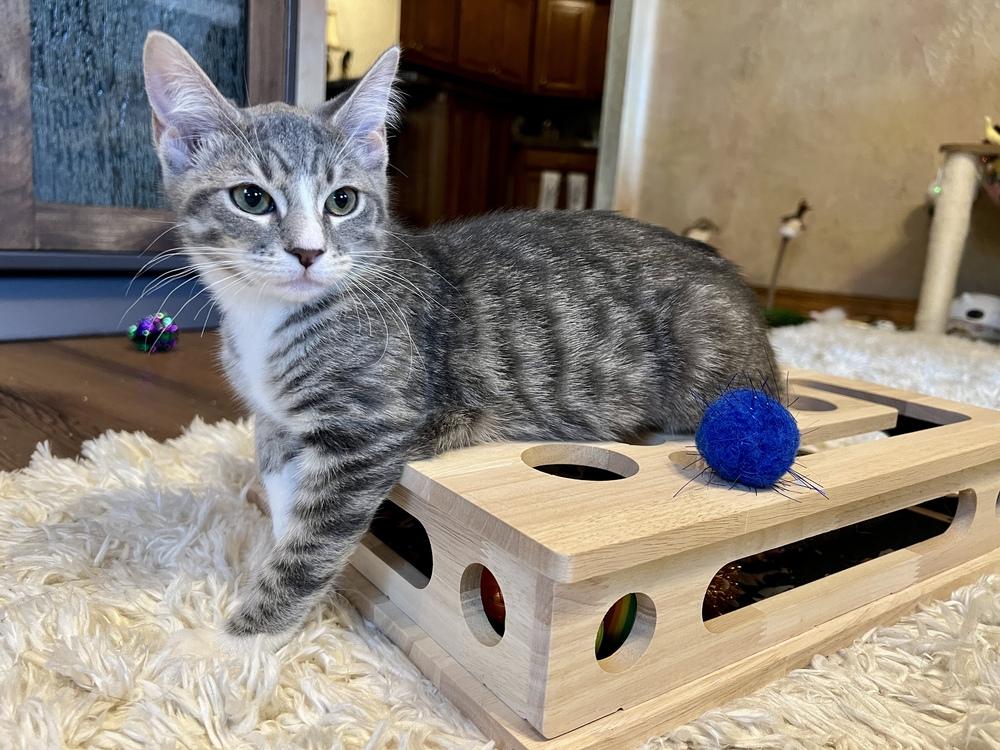 Bisque (Souper Kittens), a Adoptable Domestic Short Hair in Blanchard, OK image 4/6