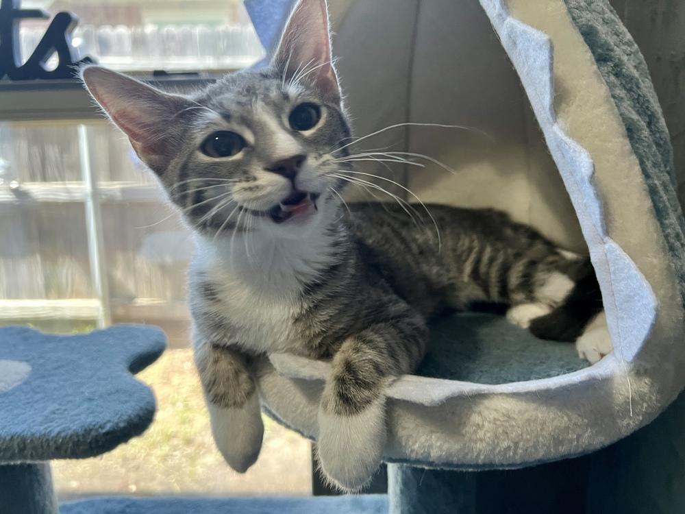 Bisque (Souper Kittens), a Adoptable Domestic Short Hair in Blanchard, OK image 5/6