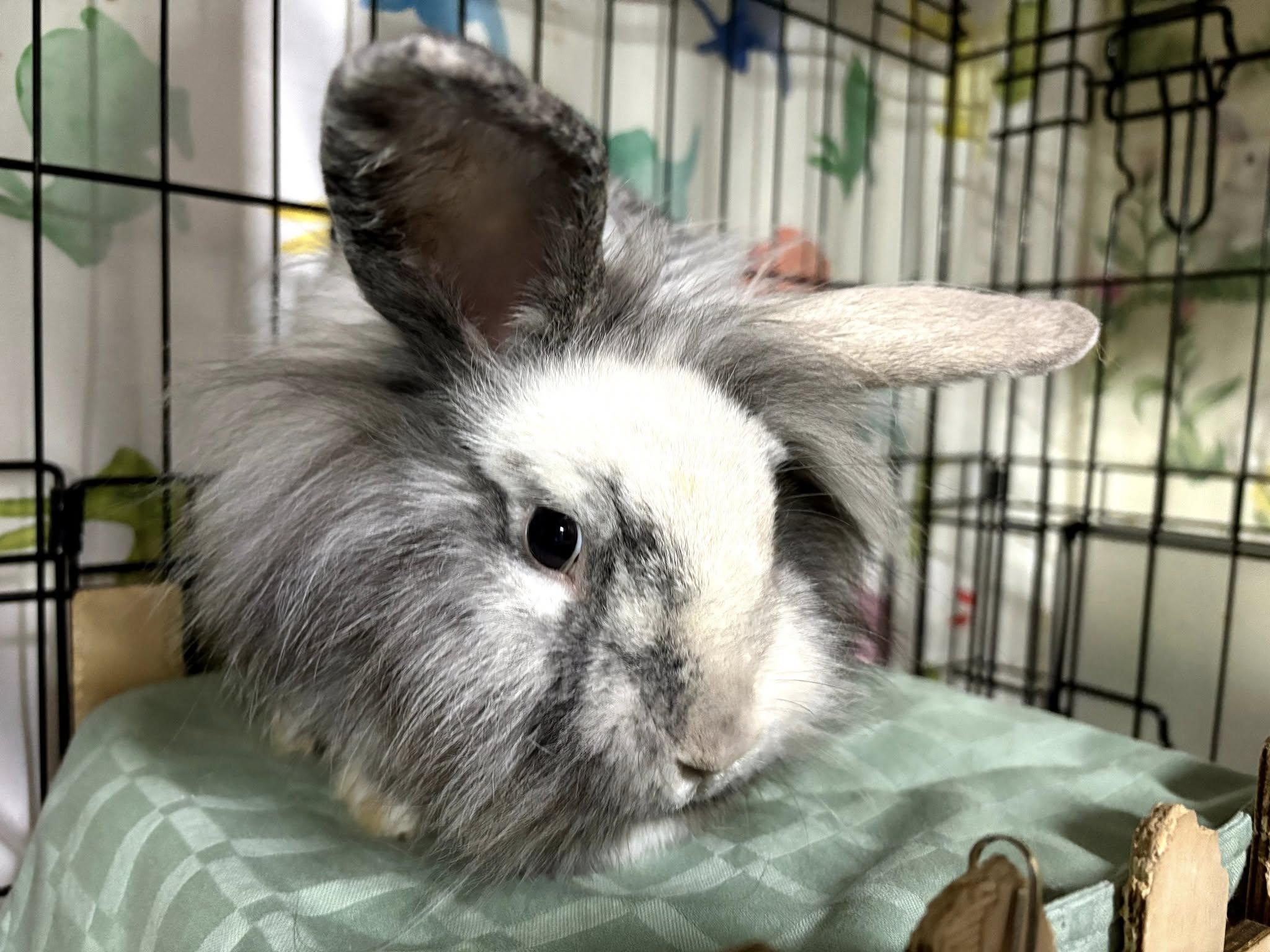 Enlarge Bourbon, a Adoptable Lionhead in Hillside, NJ image 2/4