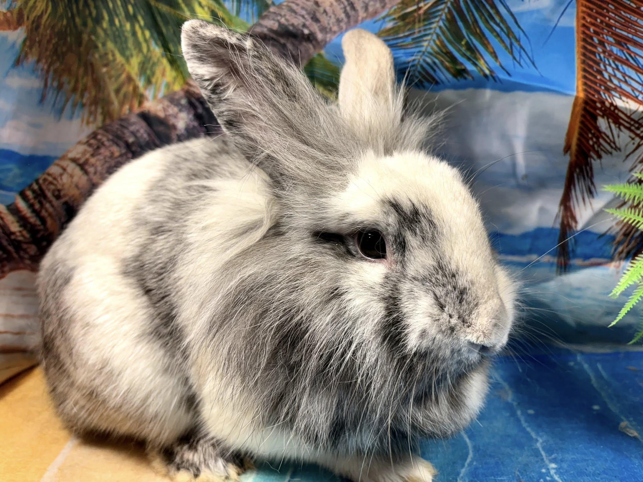 Enlarge Bourbon, a Adoptable Lionhead in Hillside, NJ image 3/4
