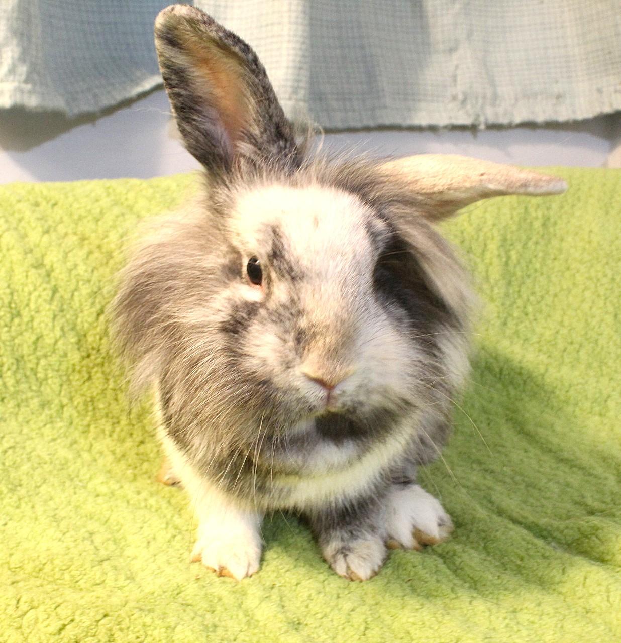 Bourbon, Adoptable, Young Female Lionhead.