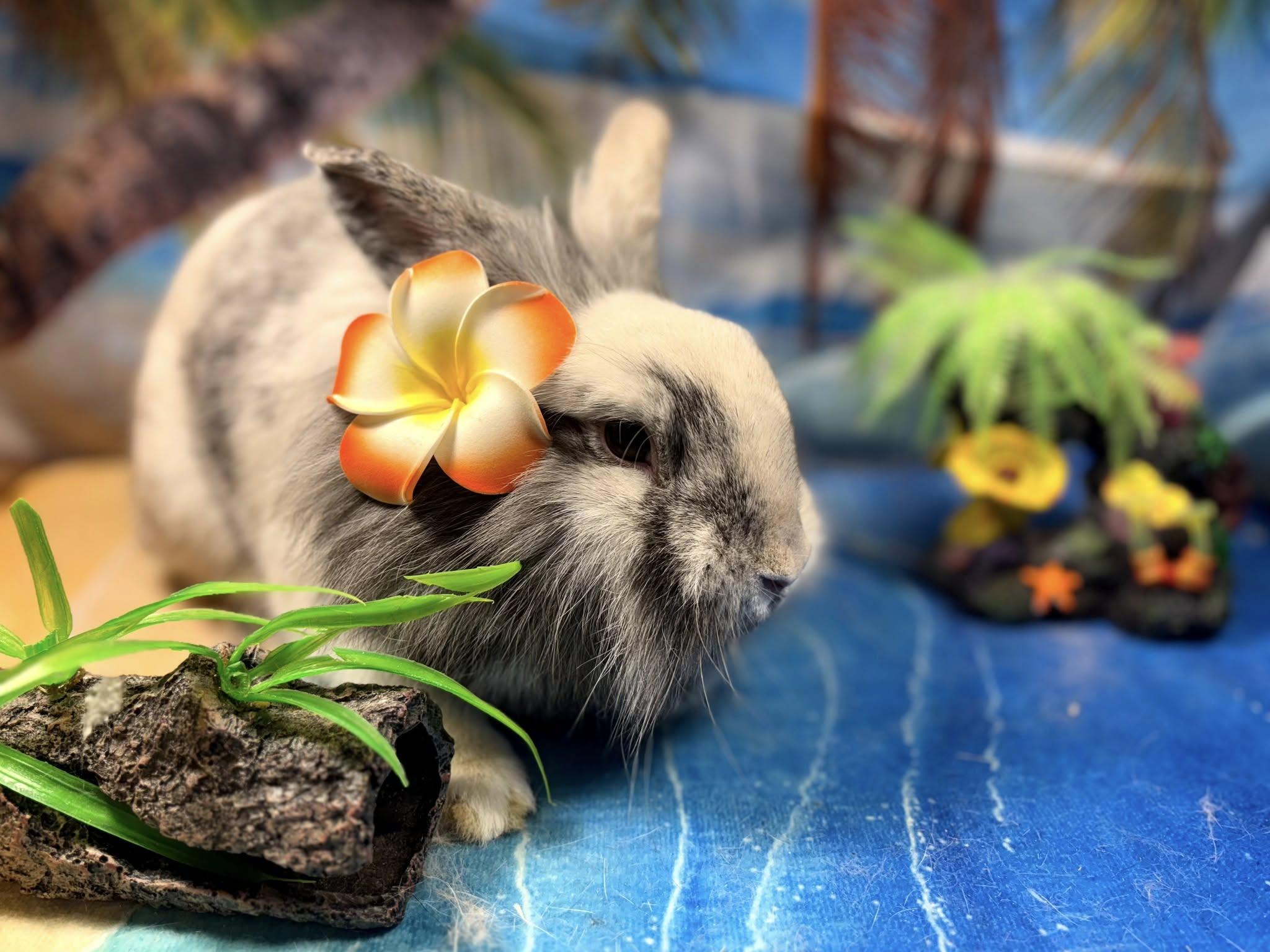 Enlarge Bourbon, a Adoptable Lionhead in Hillside, NJ image 4/4