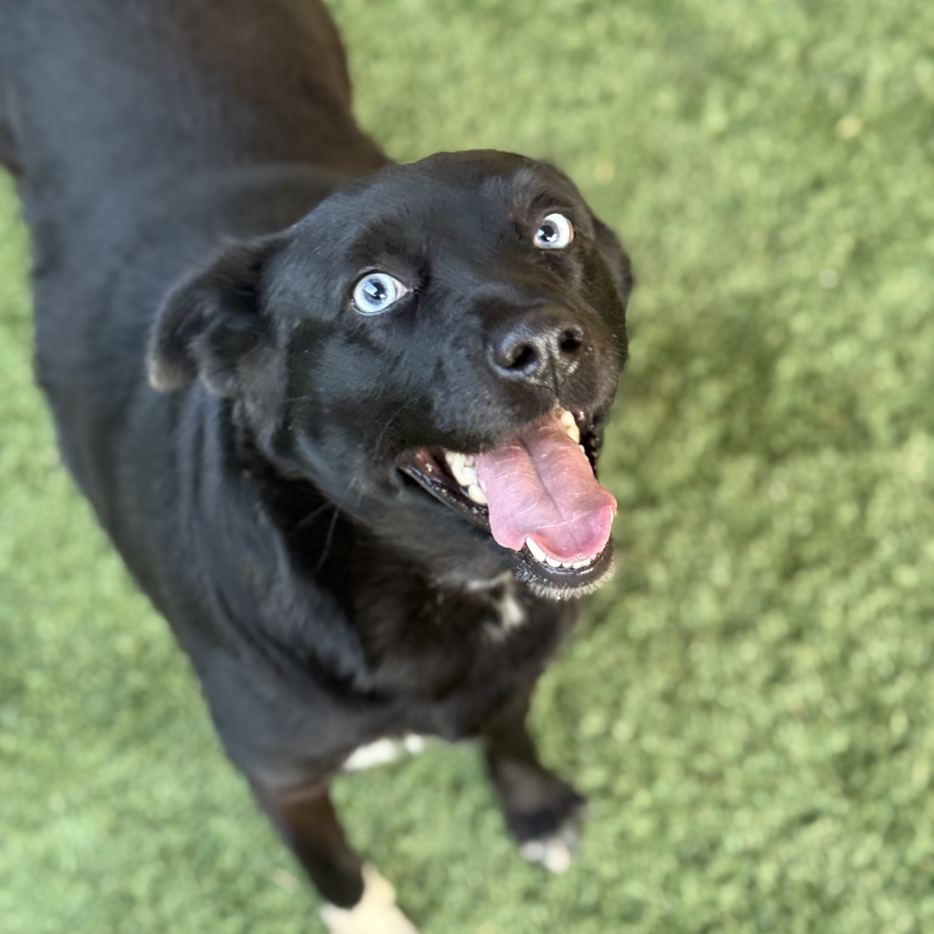 Maggie, a Adoptable mixed breed in modesto, CA image 4/6