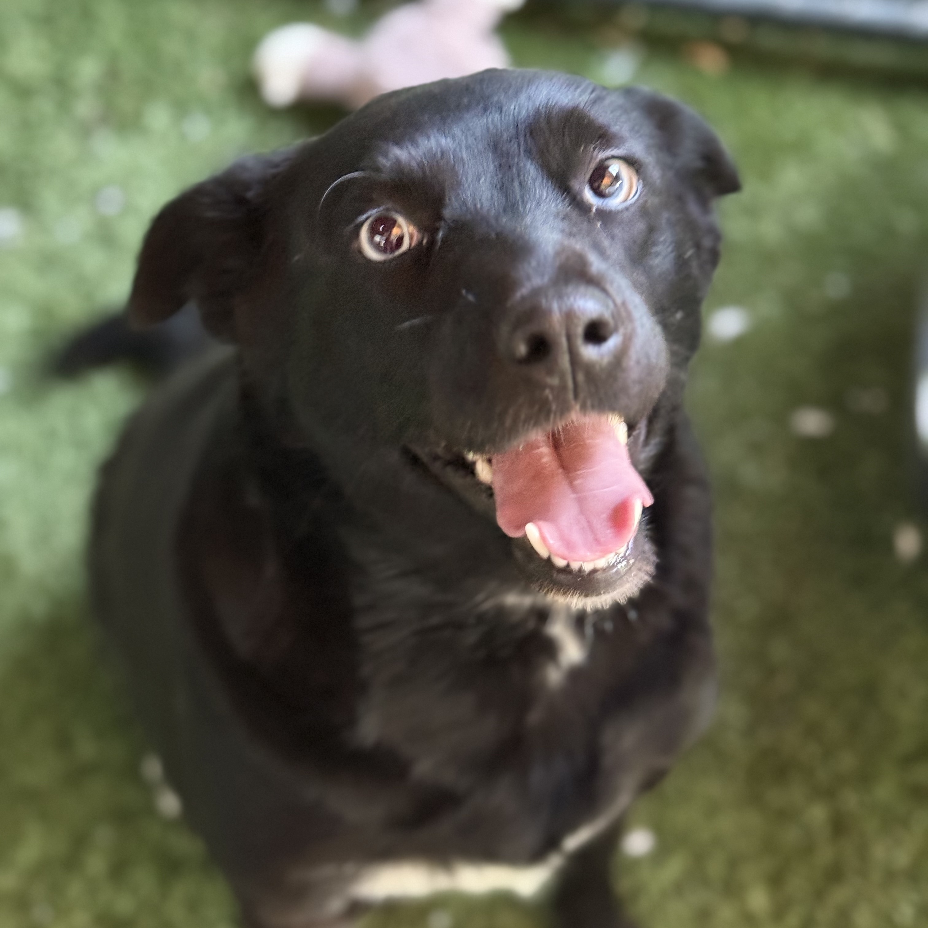 Maggie, a Adoptable mixed breed in modesto, CA image 3/6