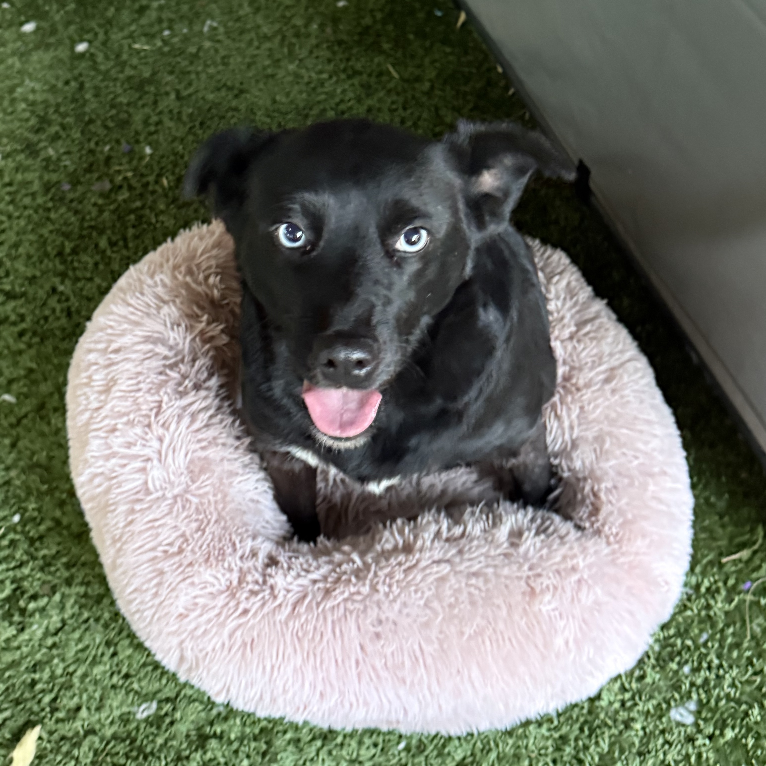 Maggie, a Adoptable mixed breed in modesto, CA image 5/6