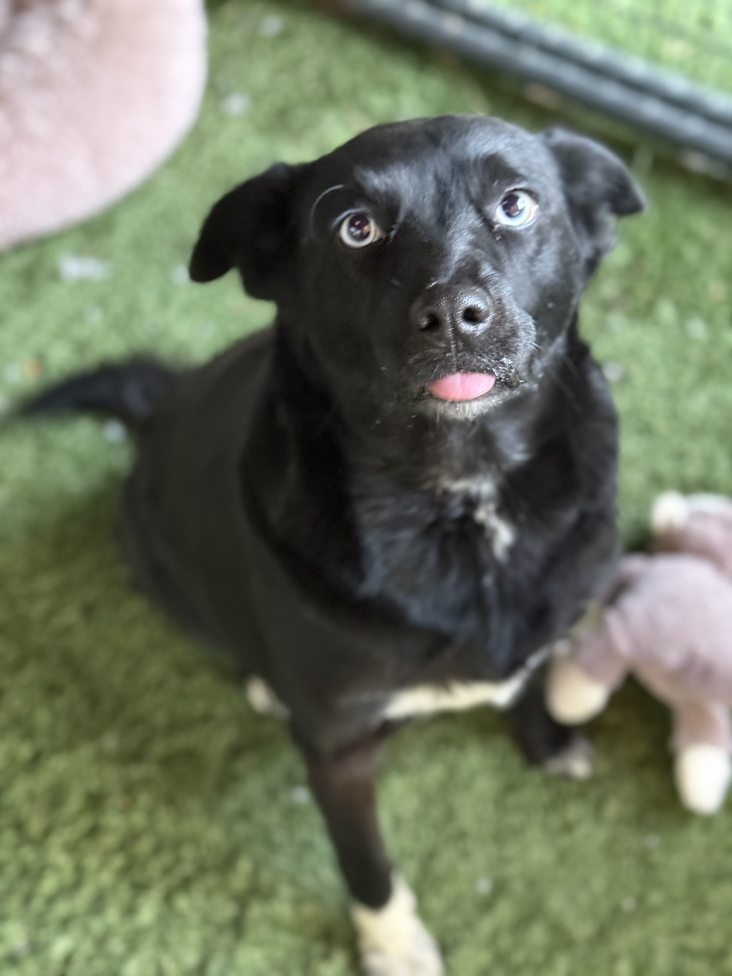 Maggie, a Adoptable mixed breed in modesto, CA image 2/6