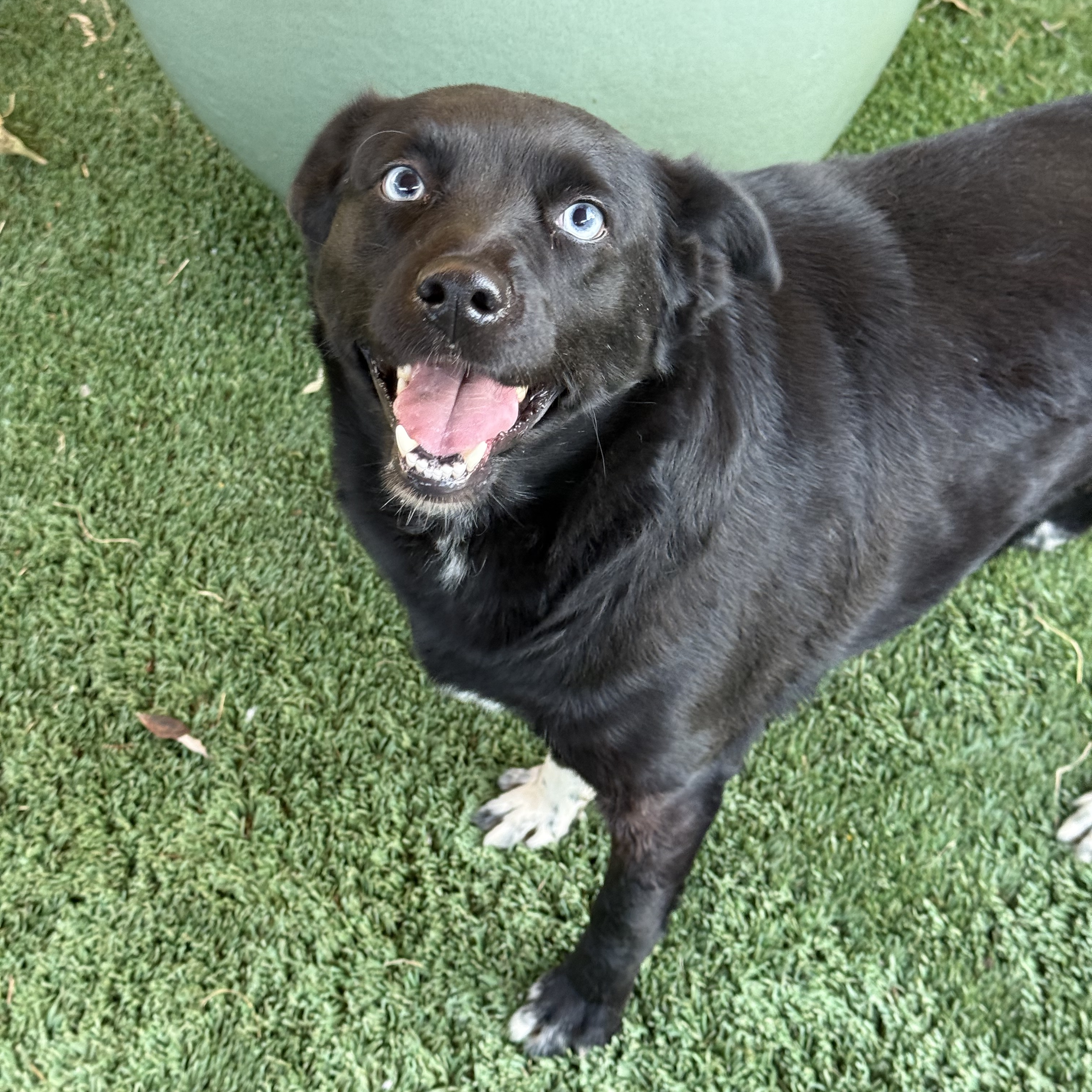 Maggie, a Adoptable mixed breed in modesto, CA image 6/6