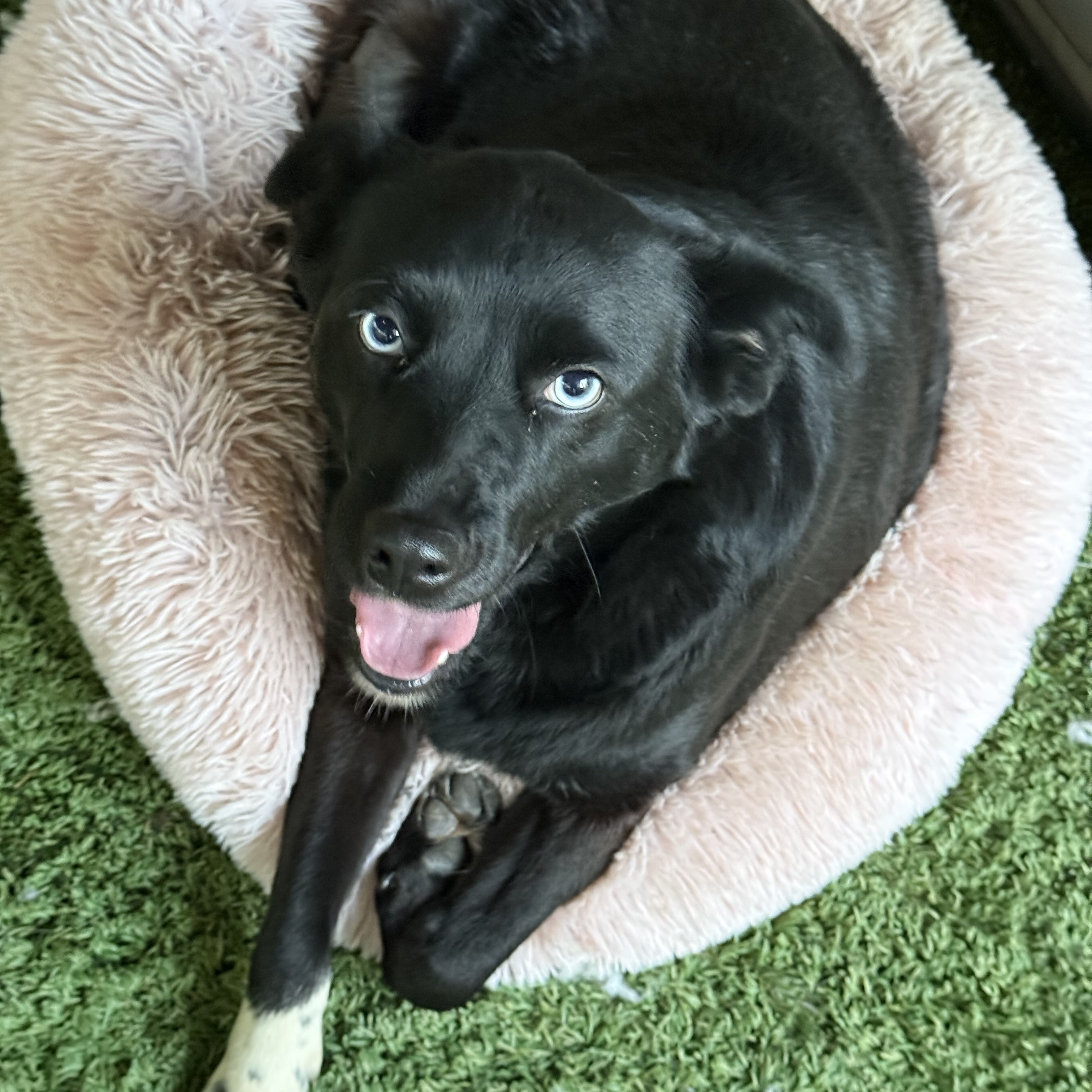 Maggie, Adoptable, Adult Female Schipperke.