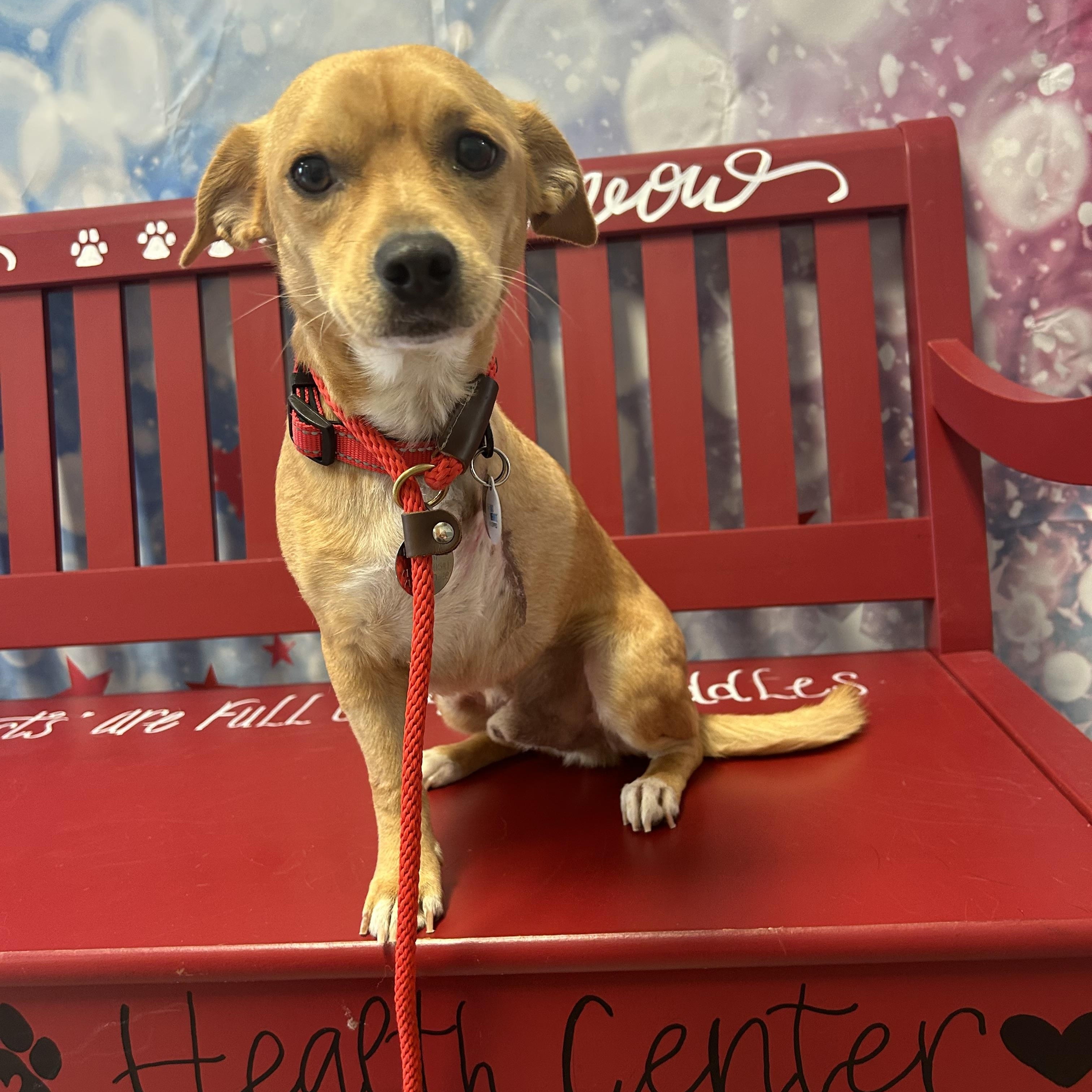 Gage Chiweenie Dog