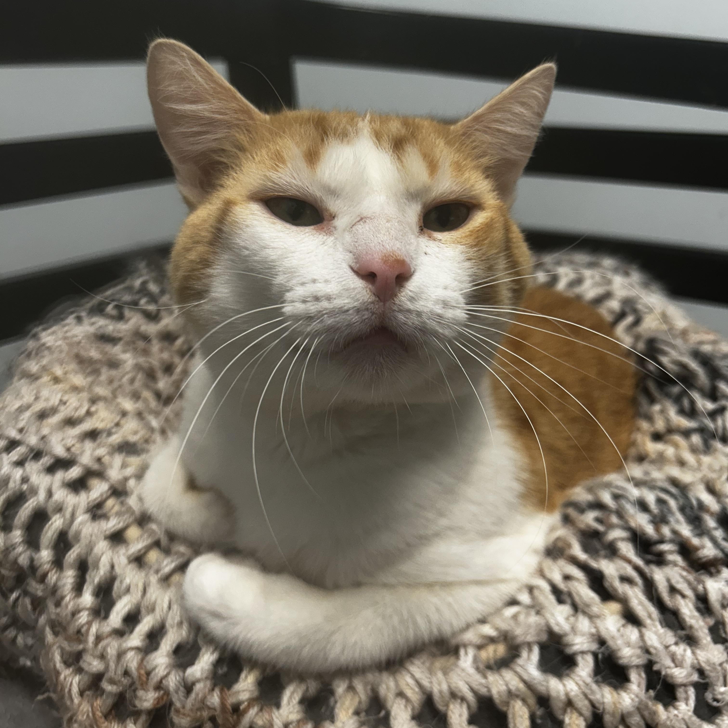 Chevron, a Adoptable Domestic Short Hair in Grand Rapids, MI image 5/6