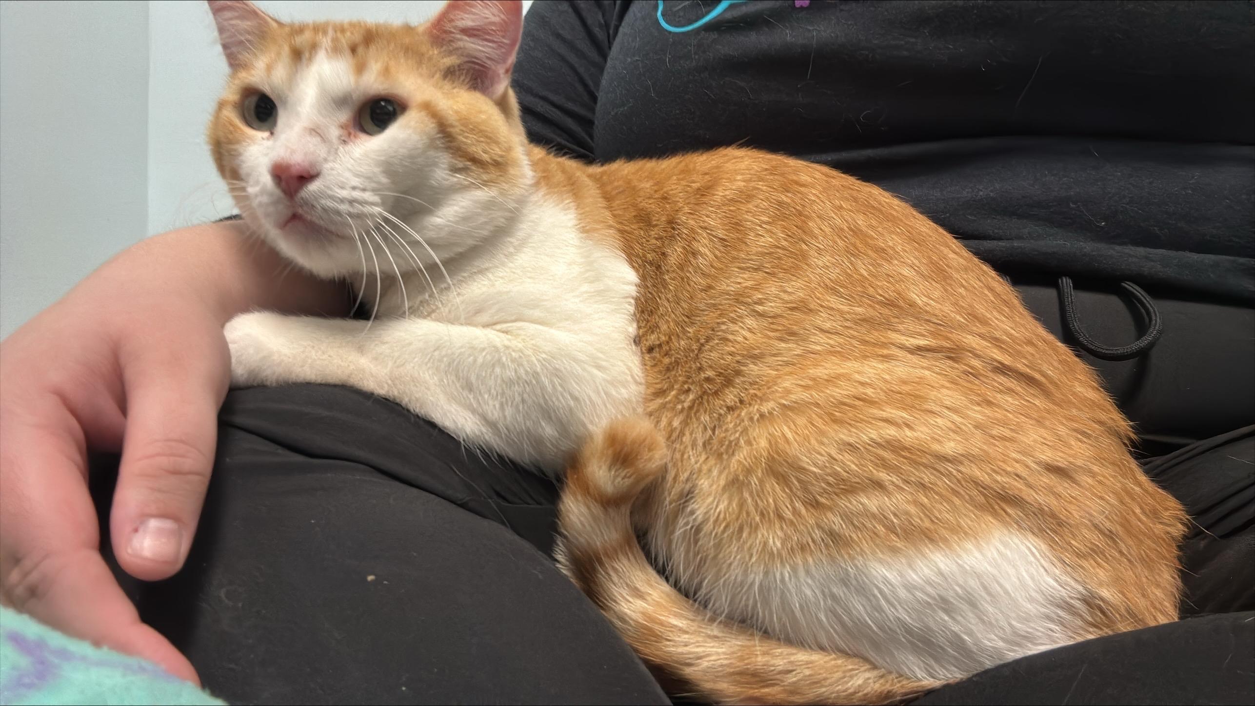 Chevron, a Adoptable Domestic Short Hair in Grand Rapids, MI image 6/6