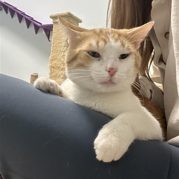 Chevron, a Adoptable Domestic Short Hair in Grand Rapids, MI image 3/6