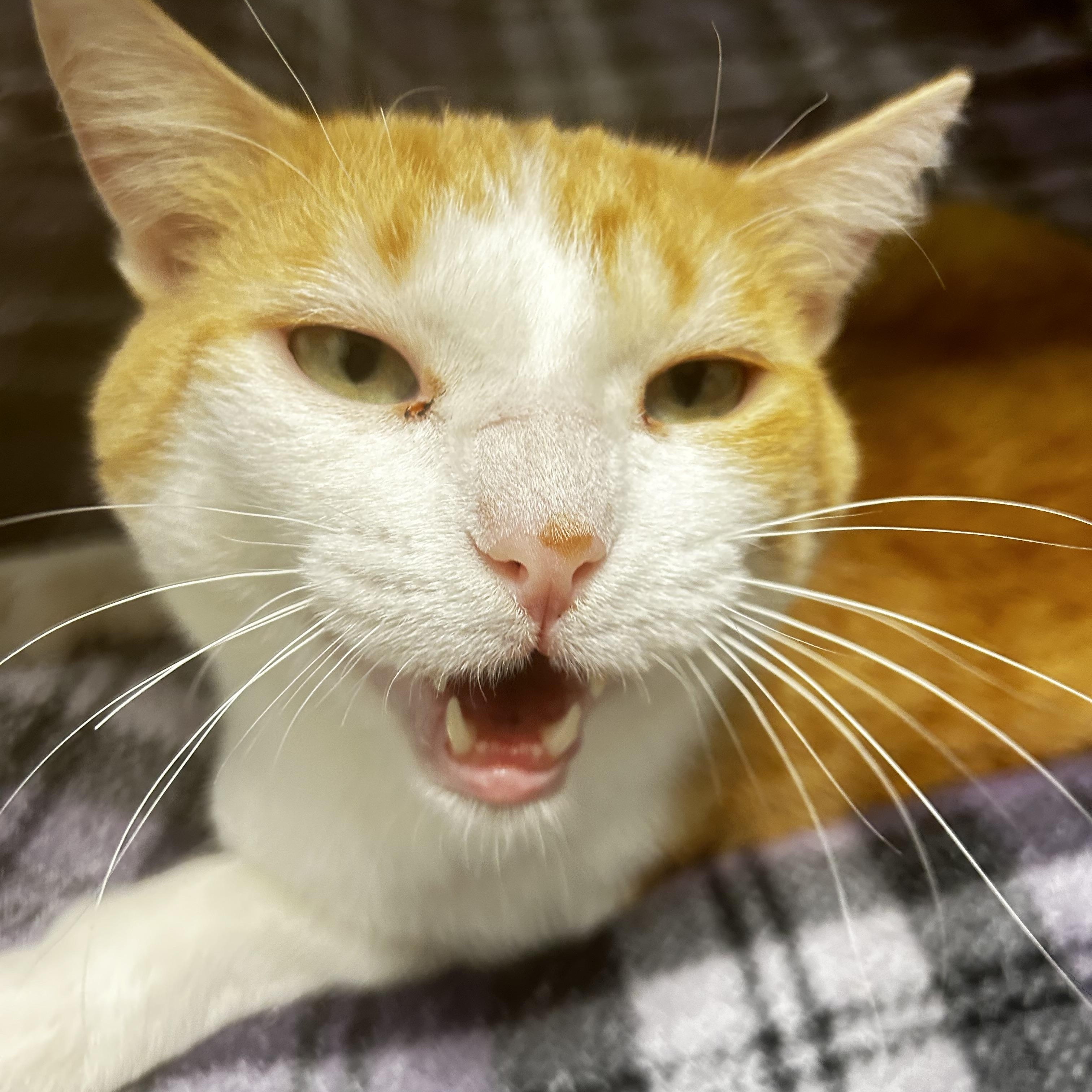 Chevron, a Adoptable Domestic Short Hair in Grand Rapids, MI image 1/6