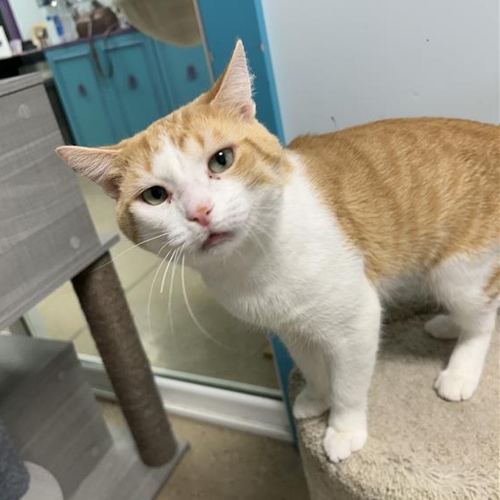 Chevron, a Adoptable Domestic Short Hair in Grand Rapids, MI image 2/6