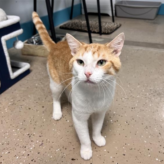 Chevron, a Adoptable Domestic Short Hair in Grand Rapids, MI image 4/6