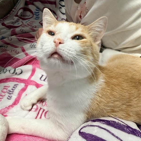 Enlarge Chevron, a Adoptable Domestic Short Hair in Grand Rapids, MI image 1/6