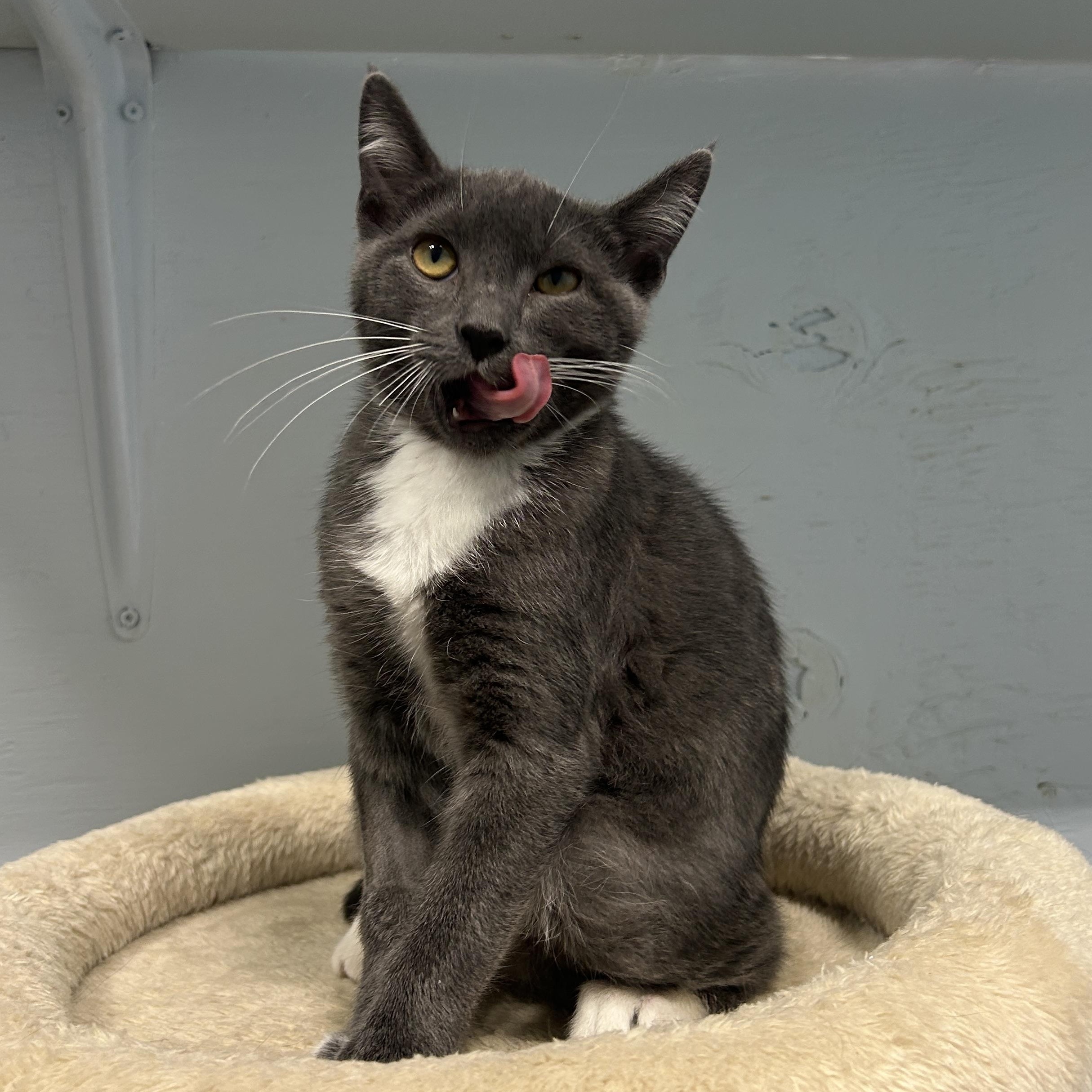 Enlarge Moon Carrot, a Adoptable Domestic Short Hair in Mission, BC image 3/4