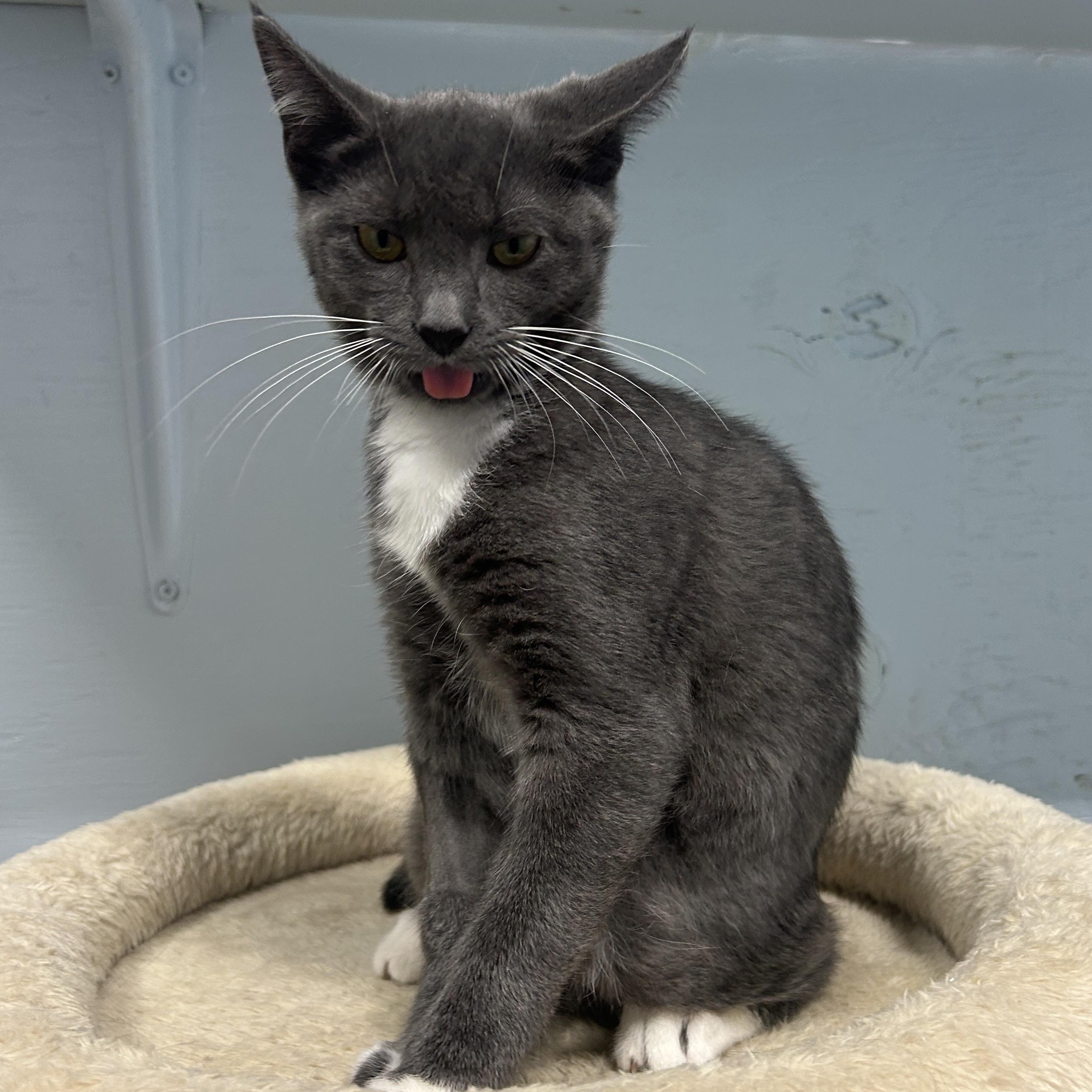 Enlarge Moon Carrot, a Adoptable Domestic Short Hair in Mission, BC image 2/4
