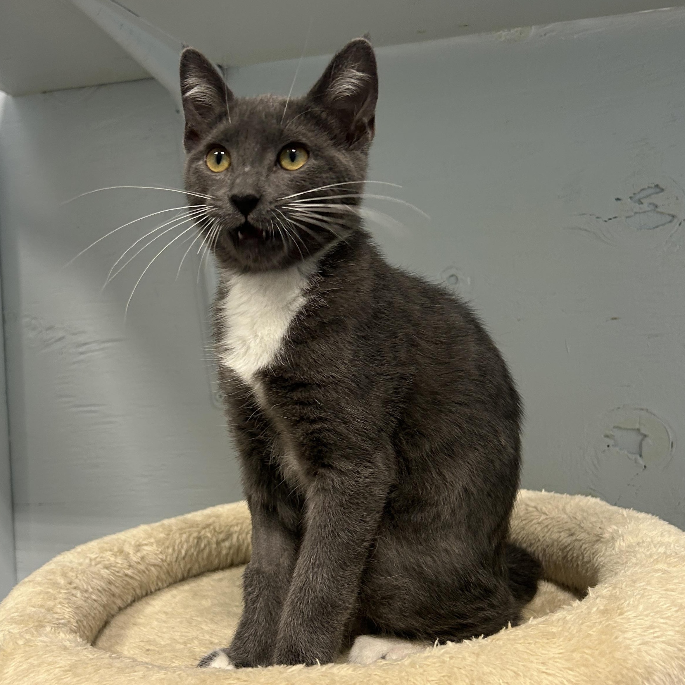 Moon Carrot, Adoptable, Young Female Domestic Short Hair.