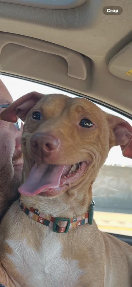 Benji, Adoptable, Young Male Mixed Breed.