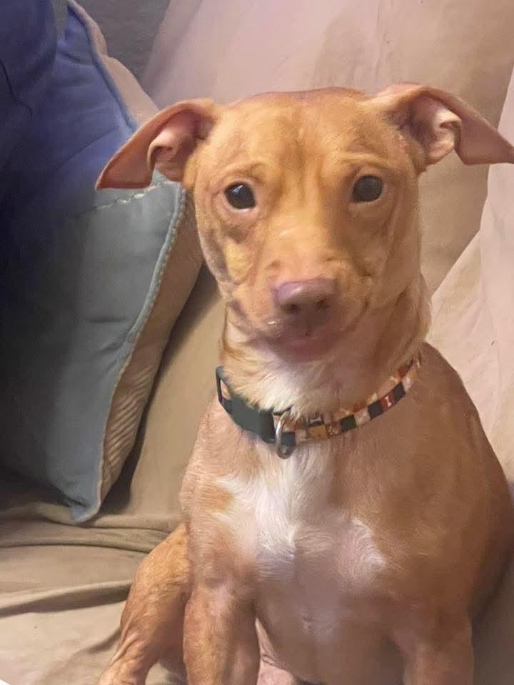 Enlarge Benji, a Adoptable Mixed Breed in East Peoria, IL image 2/5